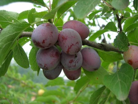  Curiosità - Agricoltura Biologica L'Ostal 